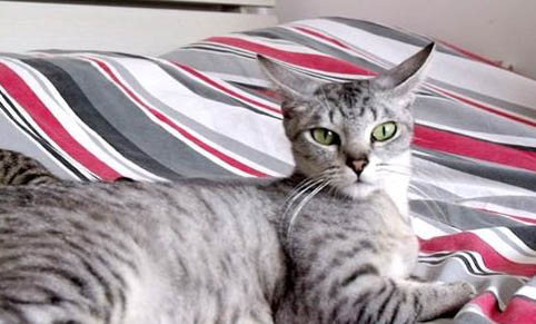给猫洗澡没有猫沐浴露