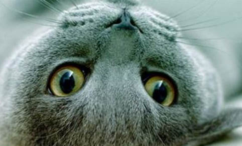 猫能吃虾么