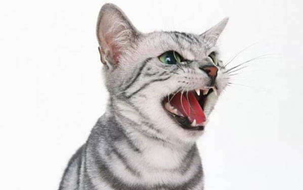 小猫放屁吗