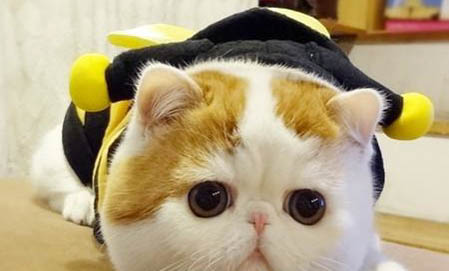 长时间不给猫吃的会怎么样吗