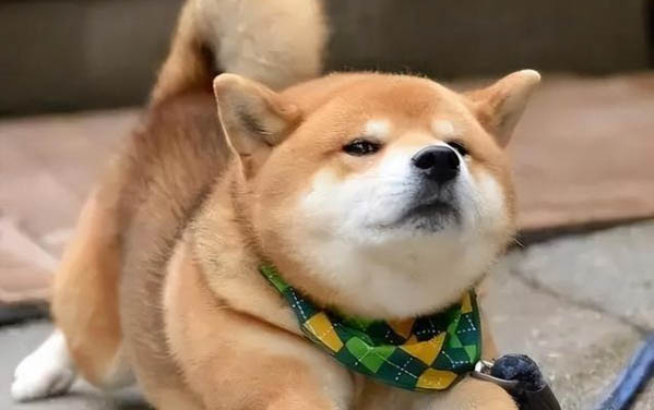 狗多久可以吃一次鸡架?