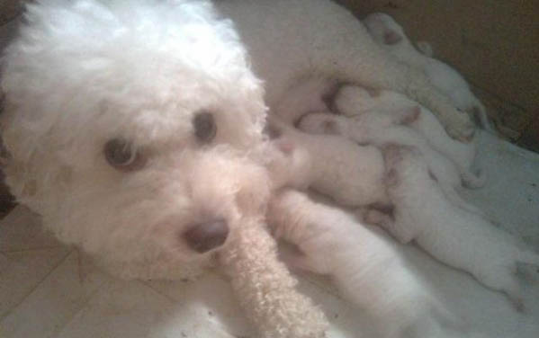 比熊犬缺钙有哪些表现?