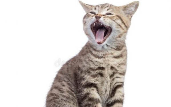 小猫适合吃什么