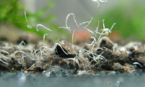 电光美人鱼到底好养吗