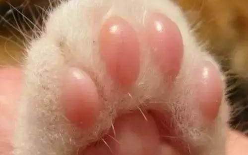 小猫呕吐白沫该怎么办