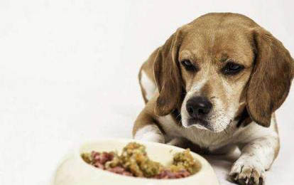 为什么狗狗不爱吃饭呢