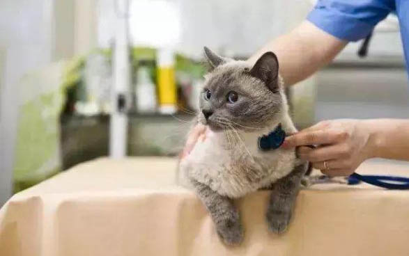 一个月小猫怎么分公母图片