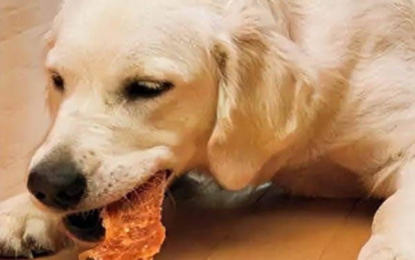 小狗肺炎症状有哪些