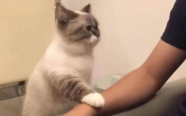 小猫不排便怎么办
