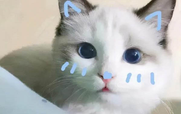 小猫睁眼需要多少天