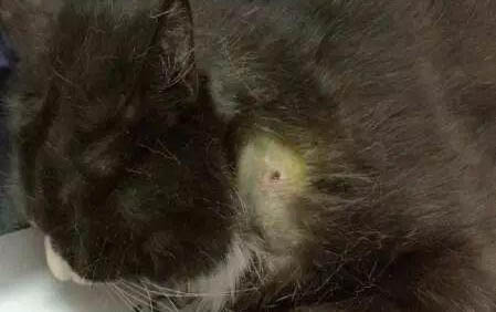 小猫走路东倒西歪的原因及处理方法
