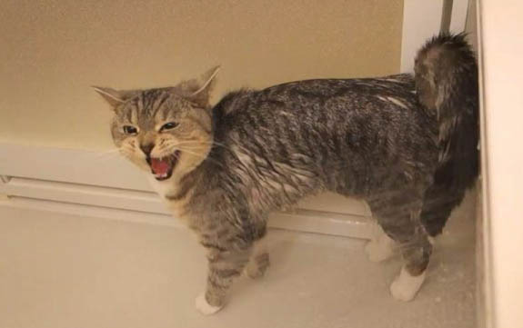 猫咪需要刷牙么