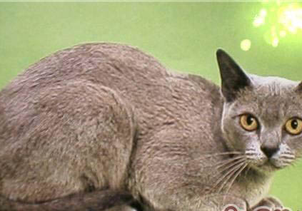 欧洲缅甸猫脱毛是什么原因
