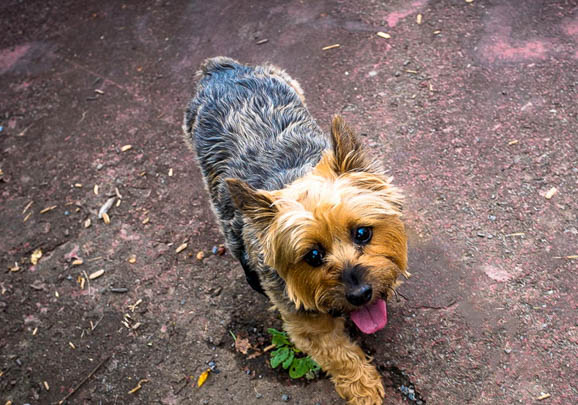 澳大利亚牧羊犬眼睛有眼屎是什么原因引起的