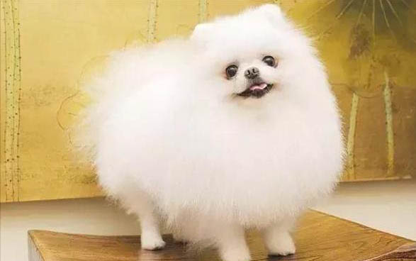 猫咪刚接回家怎么相处