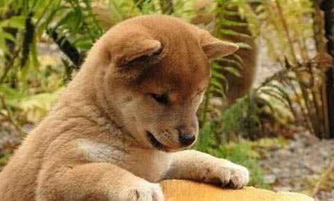 养柴犬注意事项都有哪些
