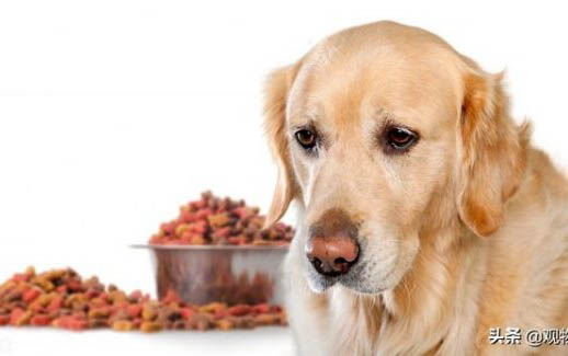 幼犬可以吃成犬狗粮吗为什么不能吃