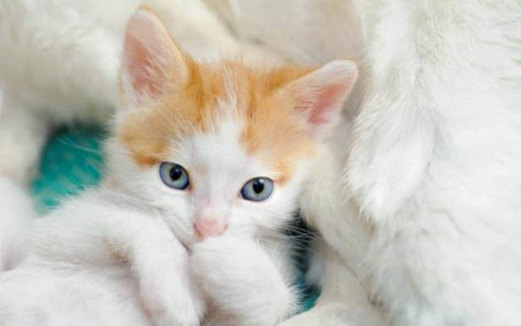 猫咪只喝水不吃东西是什么原因