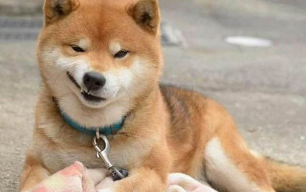 棉花面纱犬哪里有卖
