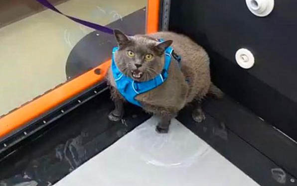 猫咪掉胡子是什么原因啊