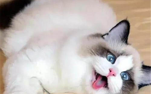 猫咪得了耳螨需要隔离吗