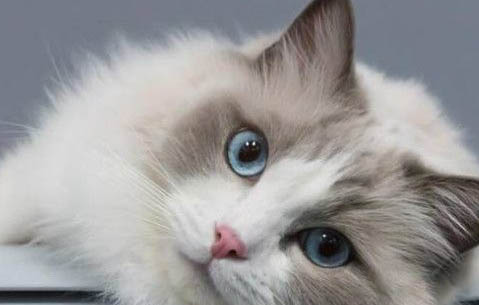 布偶猫和蓝猫配出来是什么？