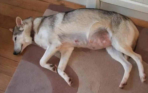 狗狗拉尿很黄什么原因