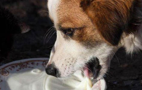 阿拉斯加幼犬狗粮