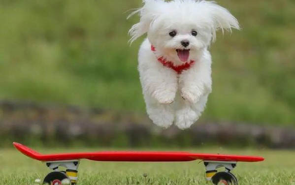 狗狗的犬瘟持续多久