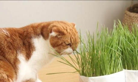 怎么教四个月多大的猫咪去厕所大小便