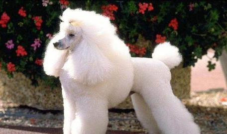 贵宾犬多少钱一只