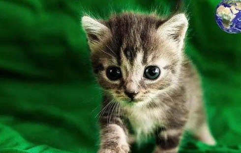 猫咪尿道炎需要吃药多久才能好?