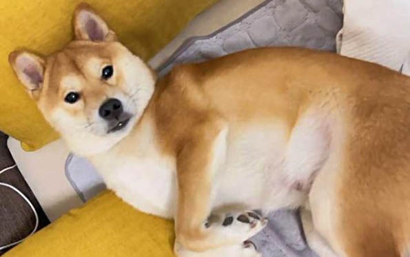 狗狗驱虫药间隔多久