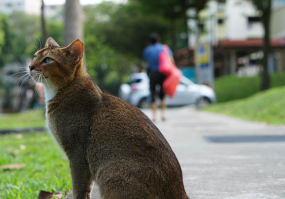 新加坡猫拉肚子的原因及处理方法
