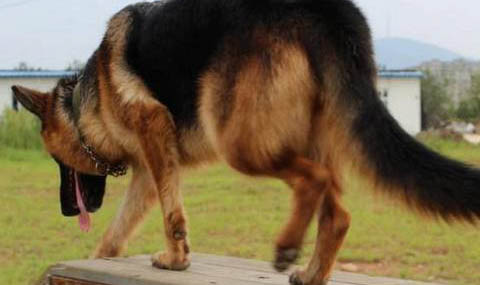 德国牧羊犬身体发抖的原因及处理方法