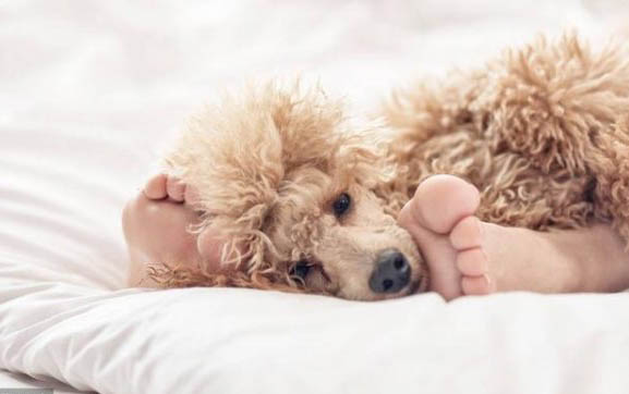 狗狗犬瘟打干扰素和单抗要多久