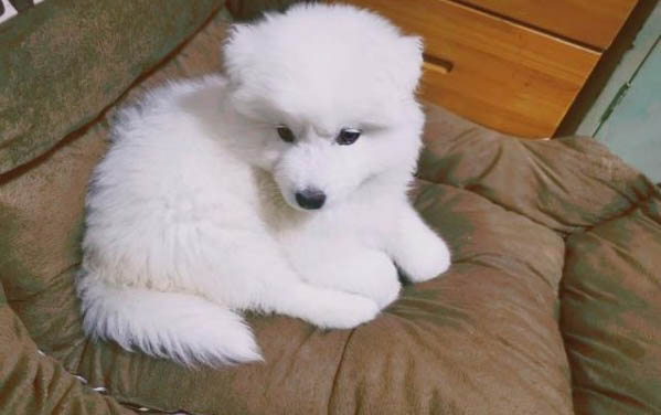 狗能吃杏仁吗