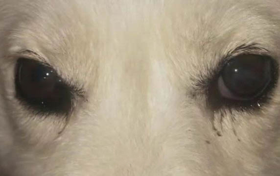 狗狗细小的症状有哪些