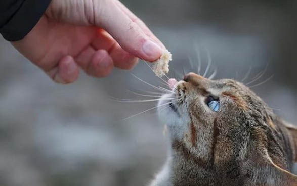 猫条能天天喂吗？