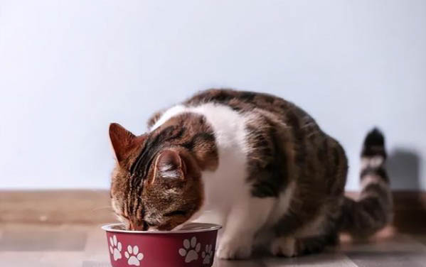 猫能不能吃地瓜
