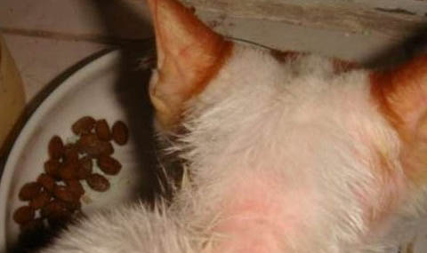 猫咪传腹复发是什么症状