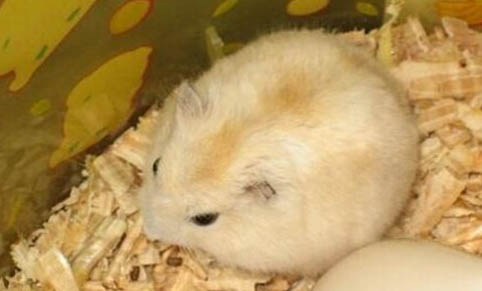 仓鼠死前症状