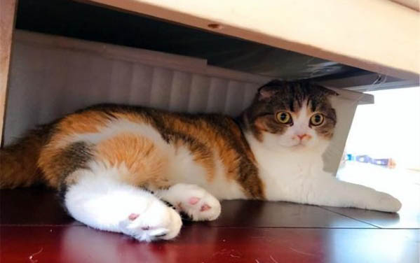 猫瘟病毒通过空气传染吗