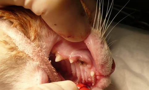 猫咪子宫蓄脓吃消炎药会好吗