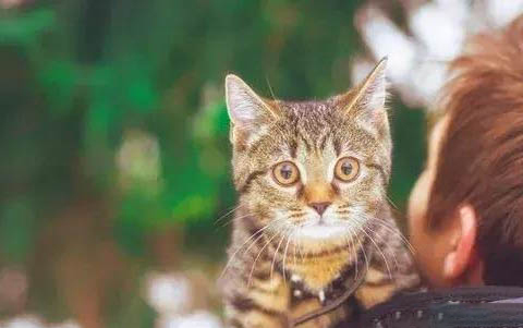 小猫咪如何分辨公母