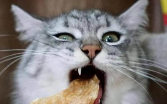 猫咪生产前有哪些征兆