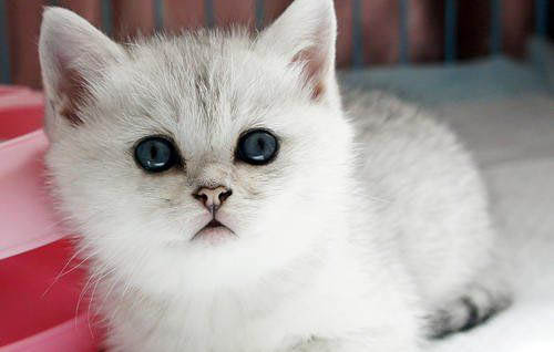 为什么猫咪眼睛会变形了啊