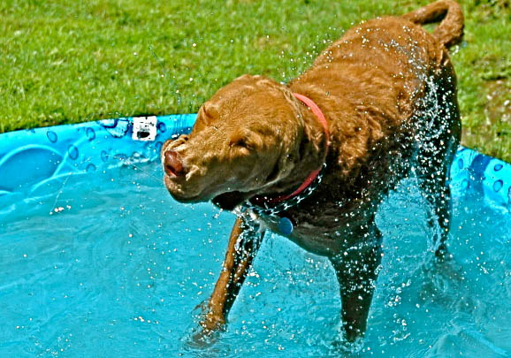 法老猎犬的性格特点