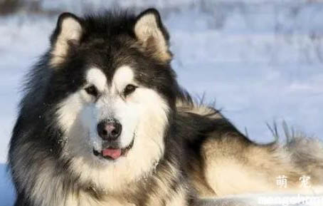 阿拉斯加雪橇犬的体高是多少