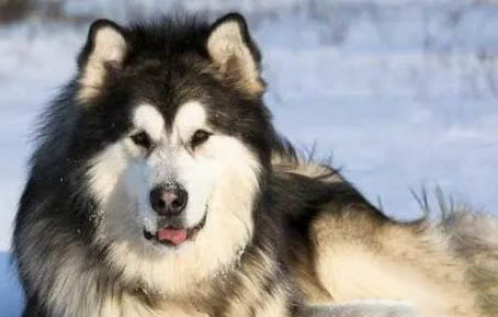 阿拉斯加犬舍哪家好